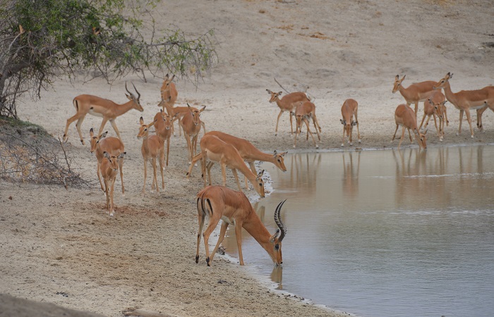 2 days Tanzania Camping safari