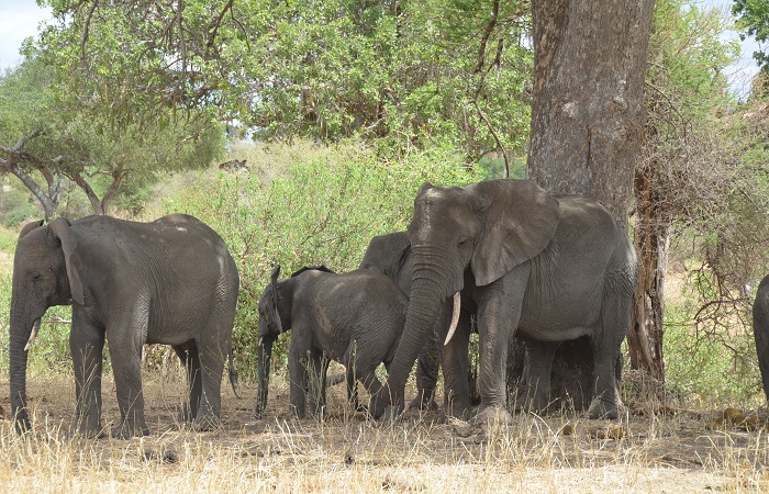 3 Days Tanzania Camping Safari