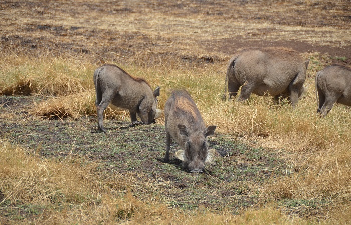 4 days Tanzania Camping safari