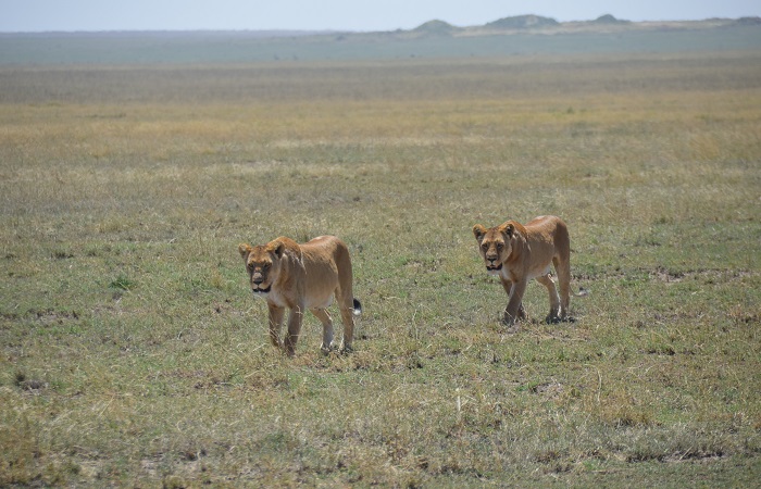 5 days Tanzania Camping safari