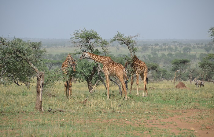 6 days Tanzania Camping safari