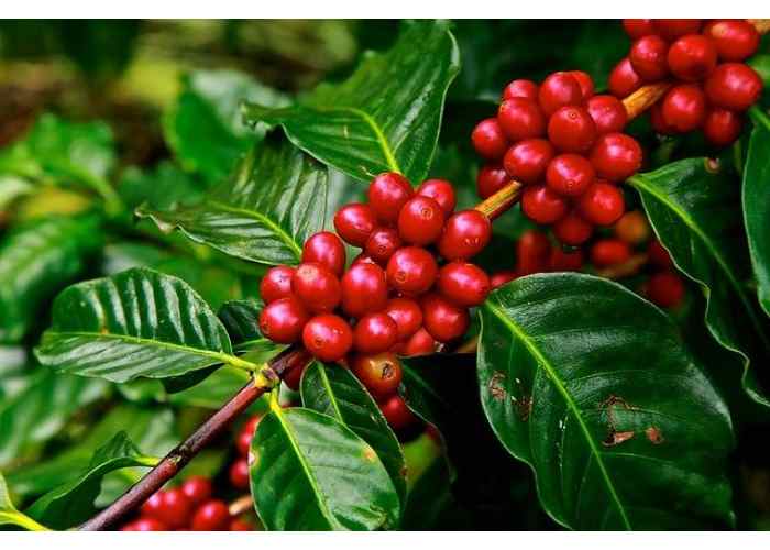 MATERUNI waterfalls & COFFEE PLANTATION